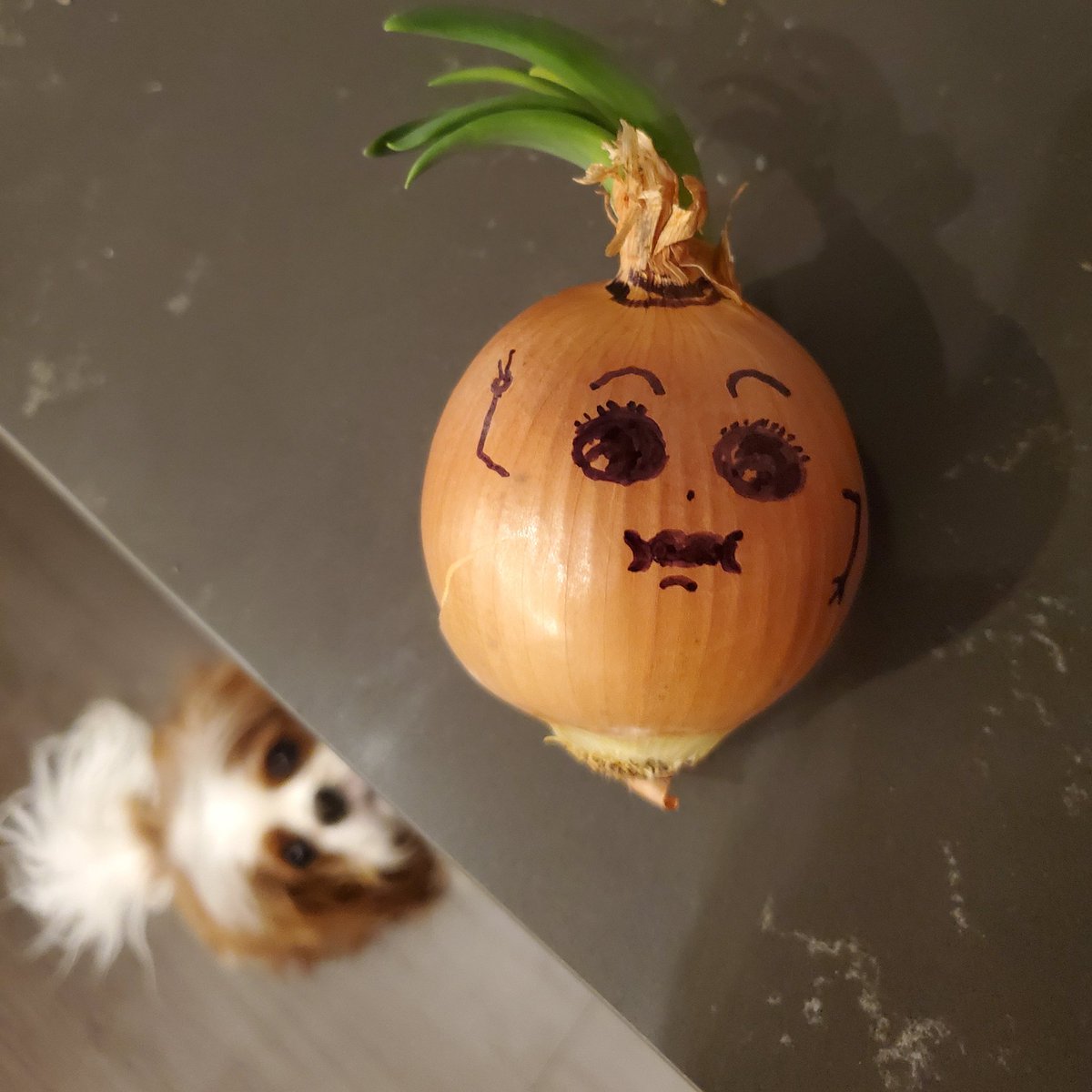 Day ?? of lockdown: My onion has sprouted and I gave it a face.