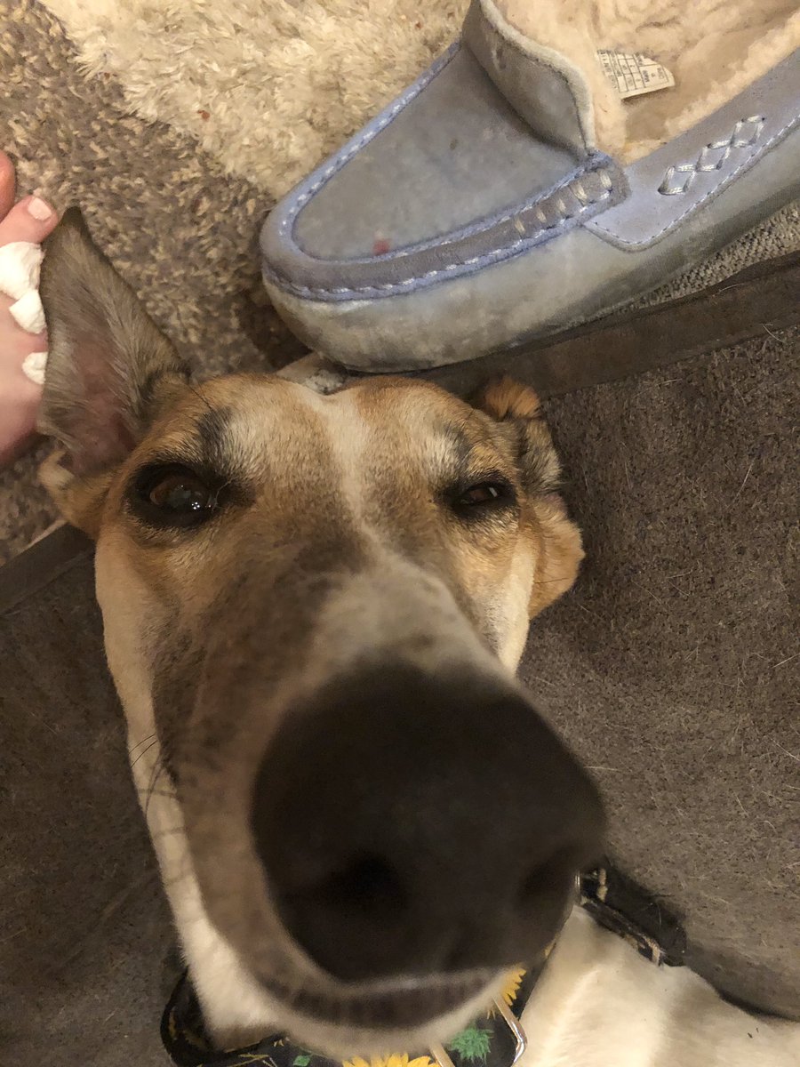 ferris4votes's tweet photo. I do not vote for all the noise in the house while I am trying to get my beauty sleep.
#vote #greyhoundsofinstagram #dogsnapping #boopmynose #lwvah @lwvahbg https://t.co/PbhfnmRyW9