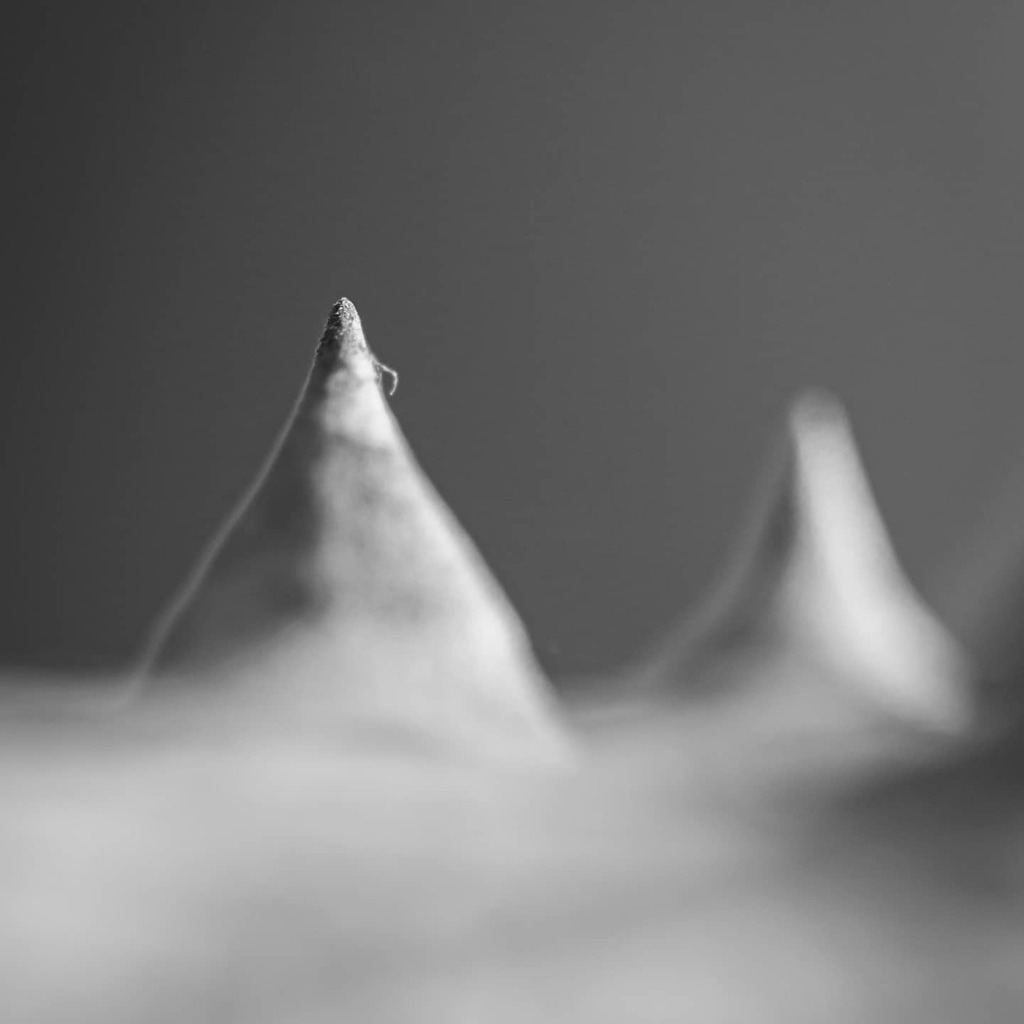 guillermofotog1's tweet photo. Esta cuarentena nos ha dado una nueva perspectiva de las espinas de la vida.
#quedateencasa #stayhome #macrophotography #macro #bnwmood #bnwphotography #blackandwhite #blackandwhitephotography #bwphotography #bw #spine #spinephotograpy #photogram #photoa… https://t.co/StIMCXjvw1 https://t.co/ijo7tgJ8Hc