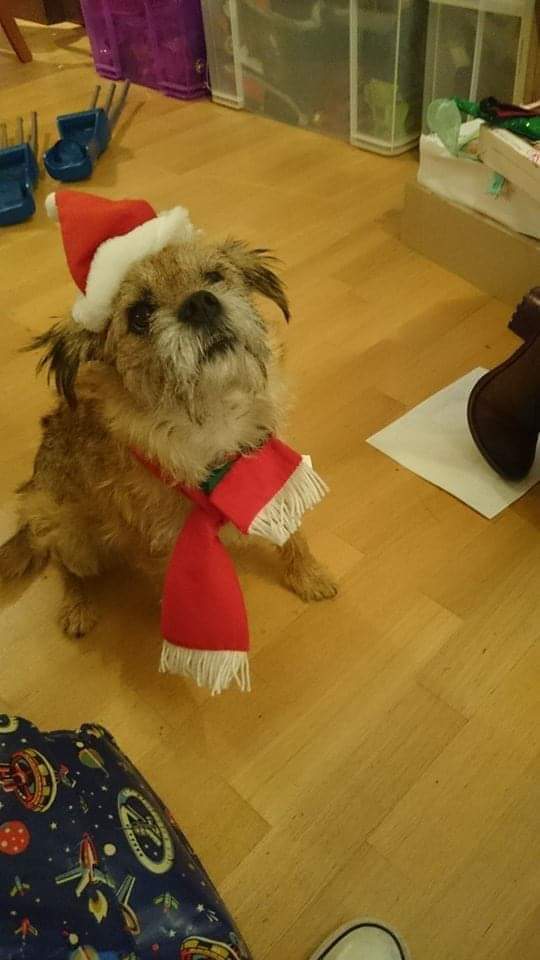 JenniCan3's tweet photo. @alioop326 @J_WBerry This is my dog, Betty. I didn't do this to her. https://t.co/GZUYAxlwXS