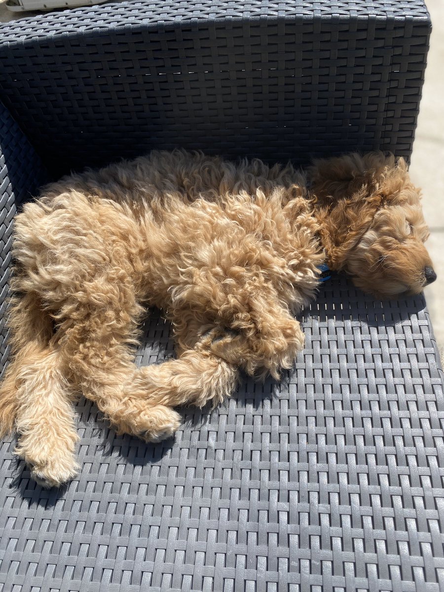 LusterJj's tweet photo. Teddy sunbathing on this beautiful afternoon! He needed a nap after all of our Google Hangouts today with our students 😊🐶 https://t.co/24mjBJ83kR