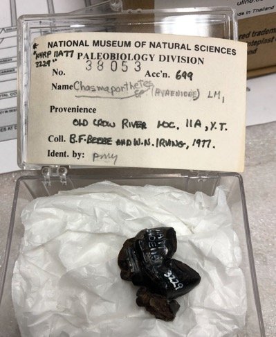 CRH11a has yielded 1000s of fossils, incl. short-faced bears, lions, even hyenas. A collection of a hyena in the early 1970s and 1980s was recently re-discovered and included molars that documented the dispersal of hyenas into North America 16/n
