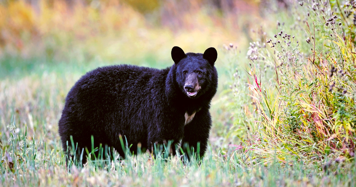 GOHUNT's tweet photo. Utah allowing hunters who drew spring bear &amp; turkey permits the option to turn their tag in due to #COVID19; get a refund of fee &amp; get points back. Hunts still going on. https://t.co/v9wu3ZHBYh #Hunting https://t.co/xDgeP3Ikln
