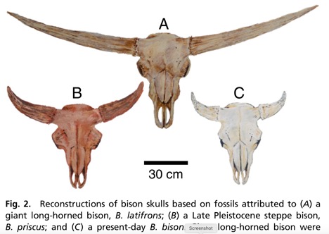 From the latest Irvingtonian faunas we documented the earliest NA bison when the first steppe bison (B. priscus) came to NA, which included ancient DNA evidence (with  @bonesandbugs) showing their passage to continental NA, where they quickly became B. latifrons in the US. 18/n