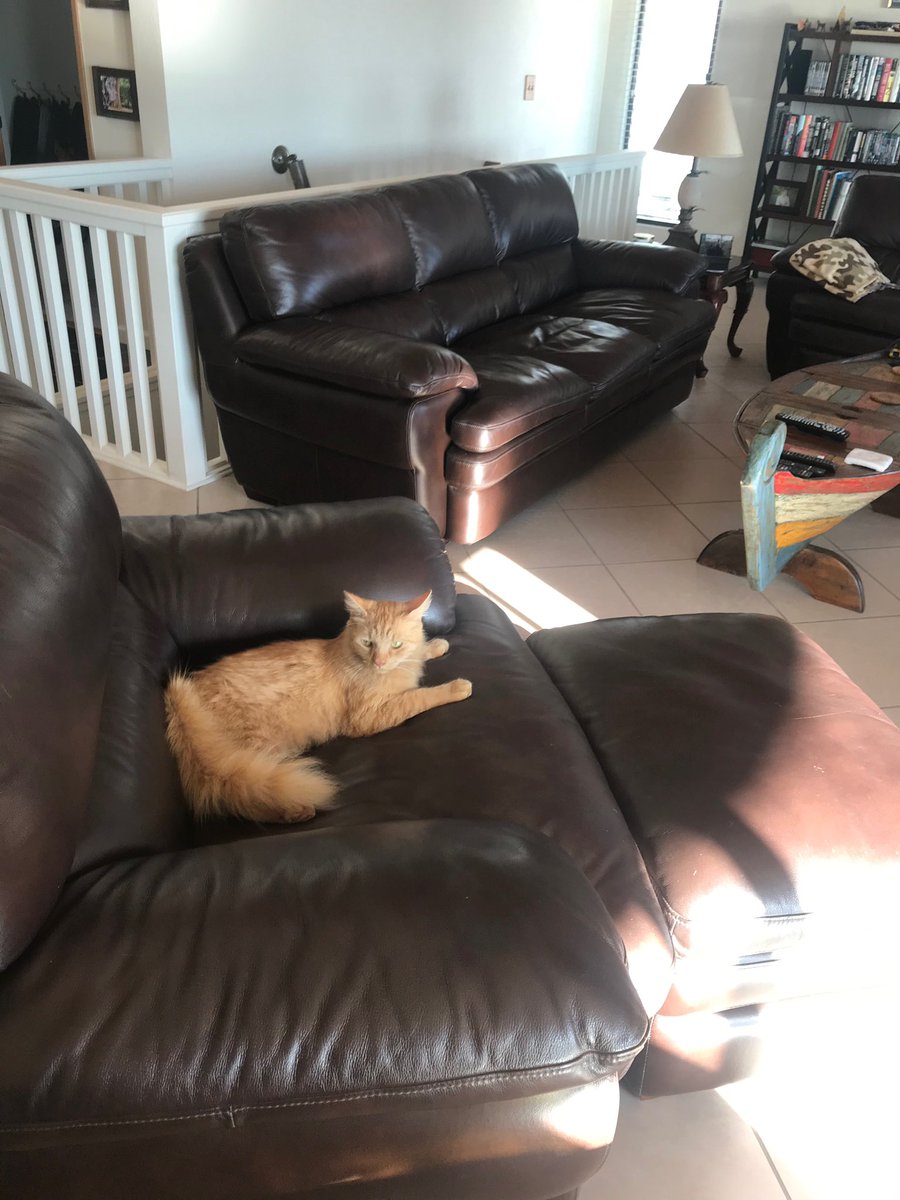 chip_clint's tweet photo. This Boss is taking over our neighbors house now ... he said they had no opening but he took care of it 🤷🏽♂️... #housetakeover #CatsRule #BossCat #AdoptDontShop #animallovers #AnimalRights #FridayFeeling 🤔😂😻🌈❤️🦁 https://t.co/Ka5481yxNd