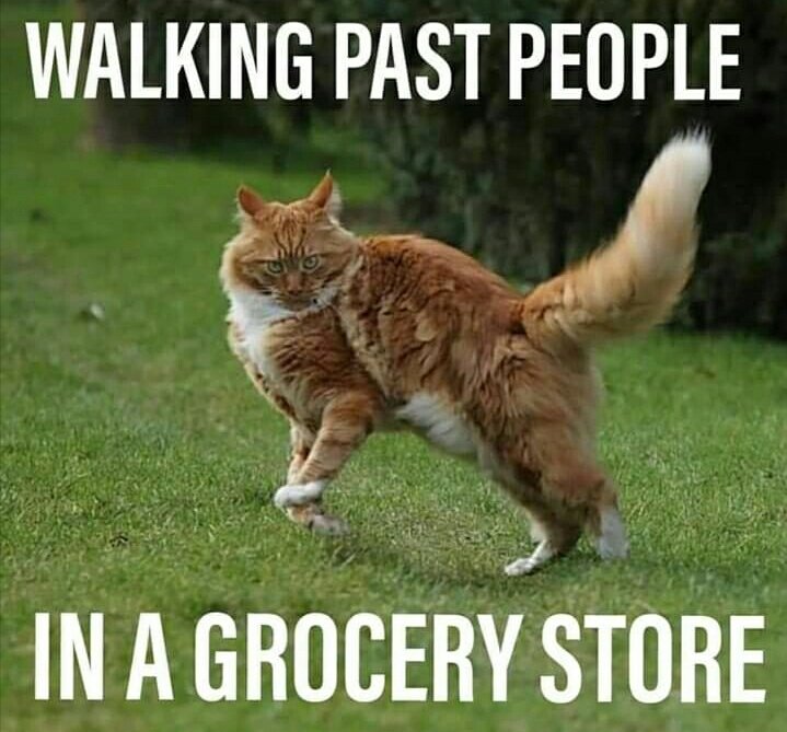 Thought we could all use a smile 😹😹 #CatsOfTheQuarantine #CatsOfTwitter