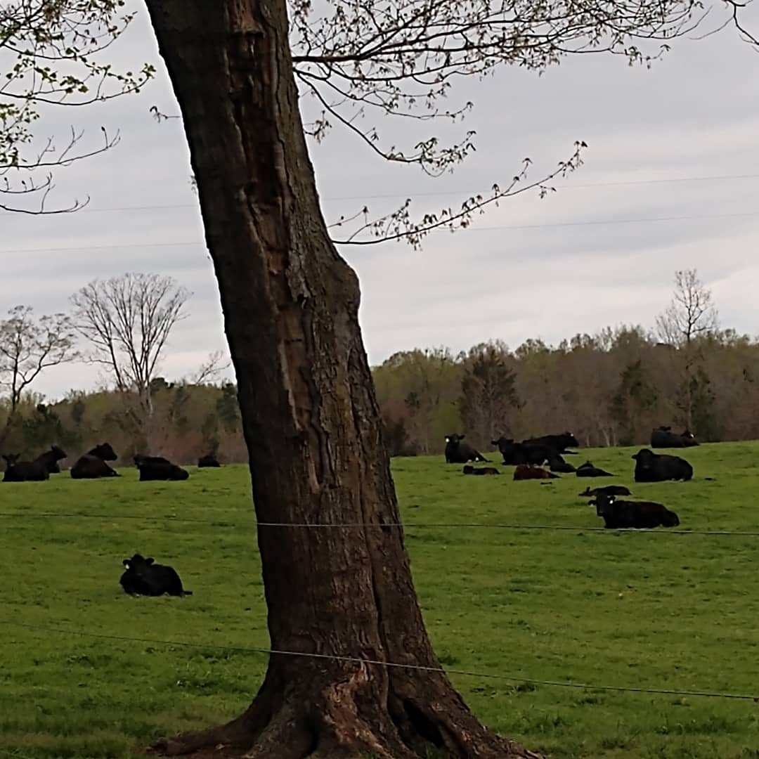 AmyWPhillips, NBCT tweet media