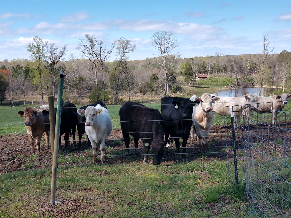 AmyWPhillips, NBCT tweet media