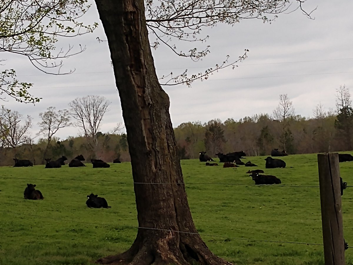 AmyWPhillips, NBCT tweet media