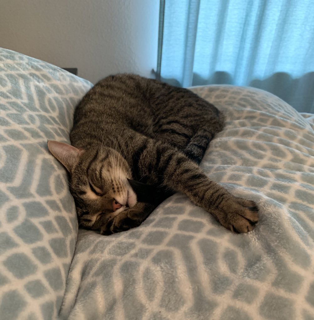 mayzermath's tweet photo. Henry is a little worn out from a week of online learning...he’s ready for the weekend! 😻🤣🥰 #FridayFeeling #catsofinstagram #catmom #iteachfourth #distancelearning #FunFriday https://t.co/XZkRAGDfsE