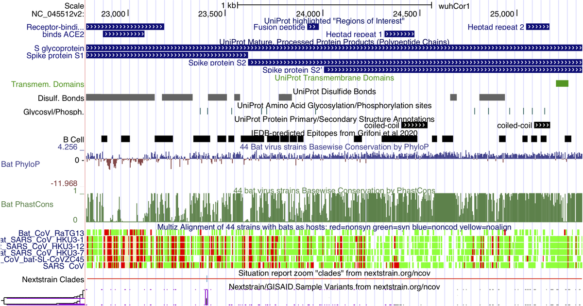We would like to announce a new landing page as well as the first release of coronavirus annotations data for the SARS-CoV-2 genome browser. New data includes gene annotations, variant data, and multiple genome alignments.

See our news for more: bit.ly/GBcoronavirus