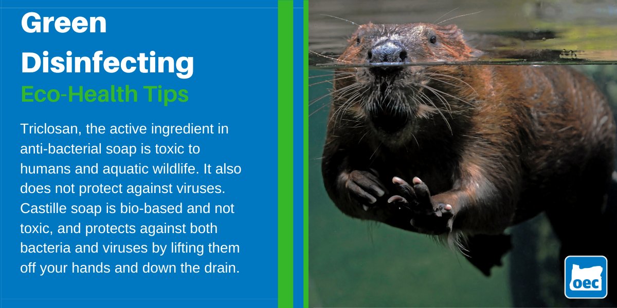 oeconline's tweet photo. Triclosan, the active ingredient in anti-bacterial soap is toxic to humans &amp; aquatic wildlife. It also does not protect against viruses. Castille soap is bio-based &amp; not toxic &amp; protects against bacteria &amp; viruses by lifting them off your hands &amp; down the drain. #SafeCleaning https://t.co/PigIsAzW1K