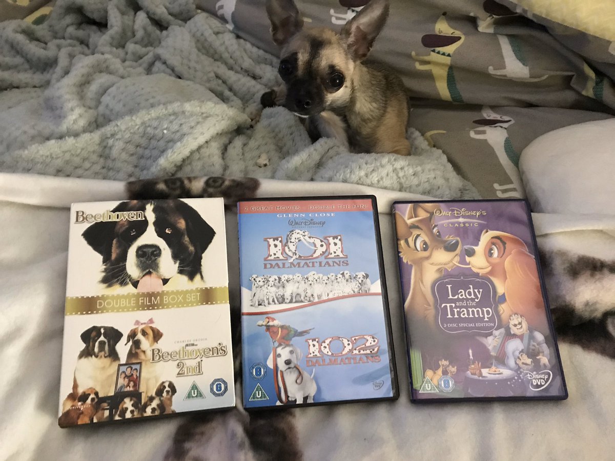 thegirls8882's tweet photo. Evening paws, it’s me Scampi Rose!!Can you help decide what film we should watch!? 🎞 🍿💗🙏🎉🥳. #dvds #dogfilms #fridaynight #brightnights #dogsofquarantine https://t.co/DWlqpxTj6K