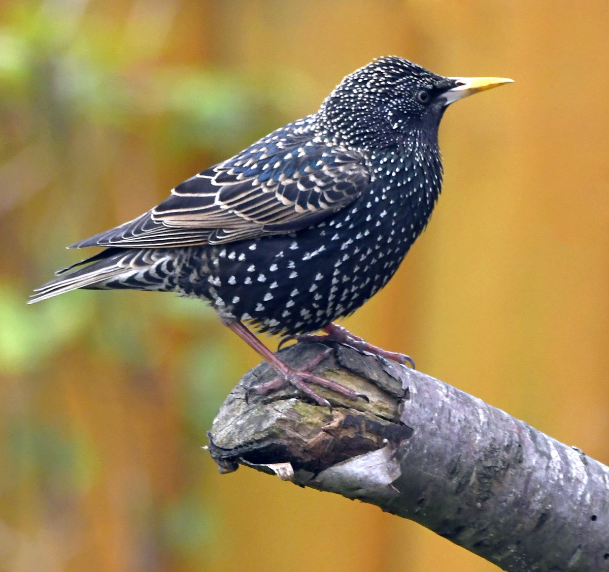 10. Starling Now it's Spring, the boisterous gangs of Starlings have stopped turning up en masse, but I still get the odd individual visiting, such as this one a couple of days ago. Smiling face with smiling eyes #LockdownGardenBirdsSeen 