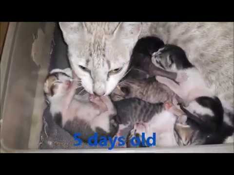 MeowMoeDotCom's tweet photo. 6 Kiiten #Cat, 5 days old cute kittens.
 
#Cats #Cat #Kittens #Kitten #Kitty #Pets #Pet #Meow #Moe #CuteCats #CuteCat #CuteKittens #CuteKitten #MeowMoe
 
#AnakKucing #Animals #AnkKucing #CatFight #CatFightCat #CatMating #Cats
 
https://t.co/FGiTft7sp1
 
. https://t.co/wJ7QygTCqP