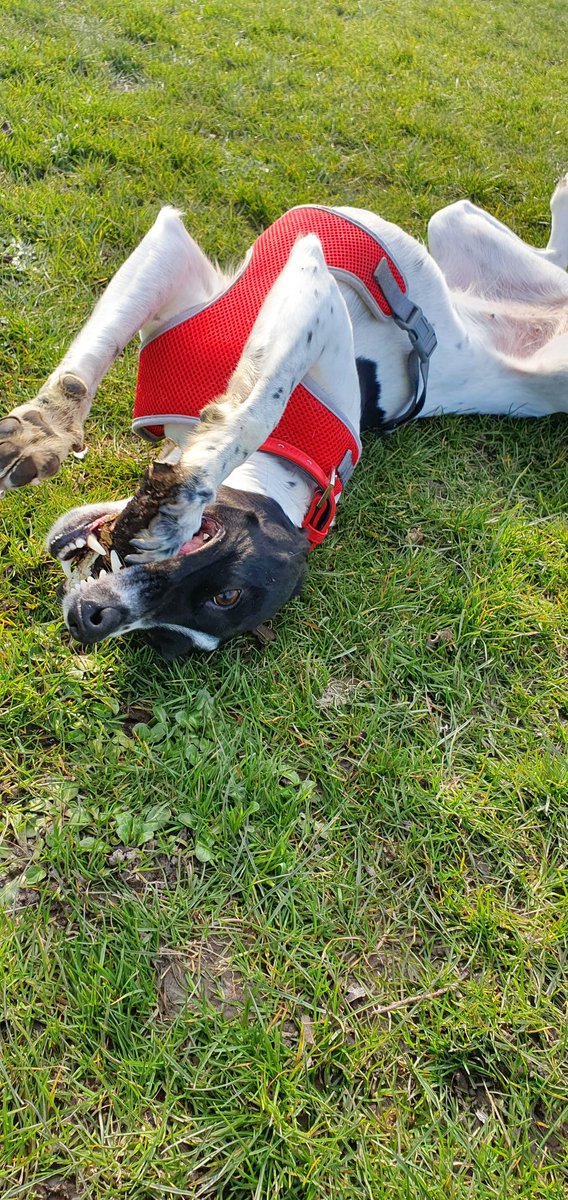 JaclynApril's tweet photo. @OwainWynEvans Lucy the 5yo whippet x springer spaniel. New routine: chase the stick, chew the stick, roll around with the stick. https://t.co/jODryLINr2