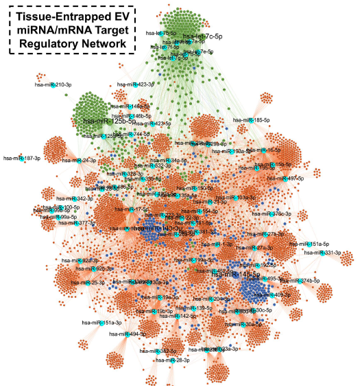 MarkCBlaser's tweet photo. Excited to share my first preprint and the first from @CICSnews!
With @AikawaElena, @toleafgirl, @DannyMuehlschMD & other amazing collabs, we isolate #extracellularvesicles from #atherosclerosis & #aorticstenosis tissues and study their proteome/miRNAome
https://t.co/yDerW6JFjX https://t.co/Eow5Tc5mol