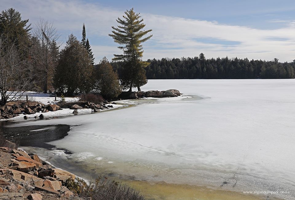 algonquinoutfit's tweet photo. This is a good sign, although Algonquin Park remains closed to the public, The Friends of @AlgonquinPark have posted their first ice out report of the 2020 spring season. #AlgonquinPark #IceOut2020 - https://t.co/Vv36lqBtP7 https://t.co/g0RAoJxFW1