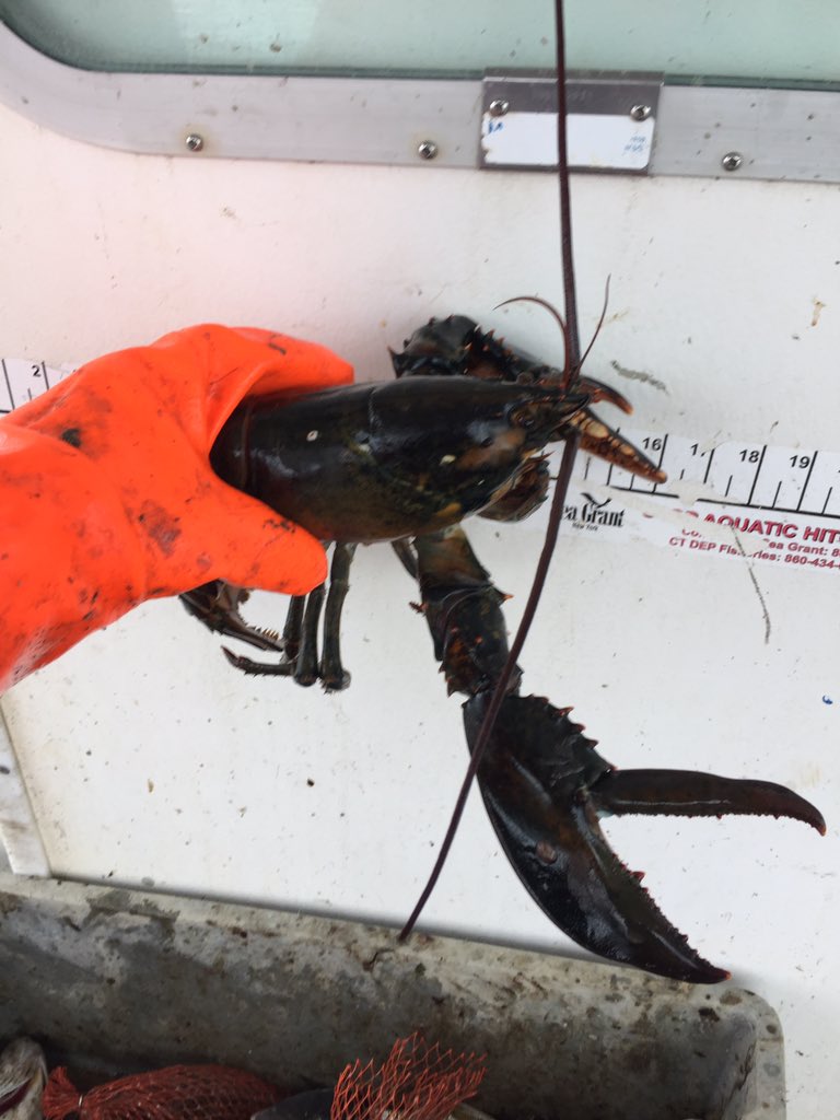 Montowese Bay Oyster (@djk242424) on Twitter photo 