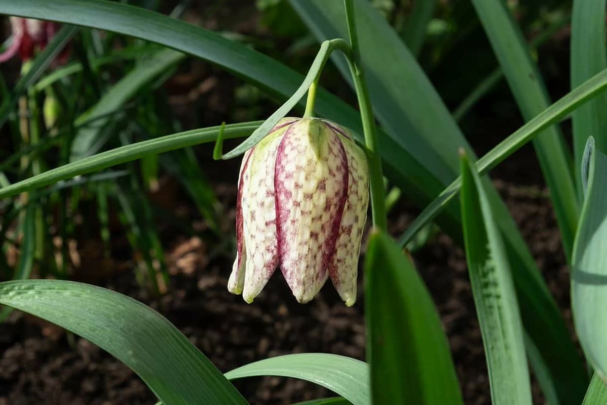 Fritillaria meleagris has now established itself nicely in the border and is showing some beautiful variegation!

#fritillaria #snakesheadfritillary #spring #springplanting #gardening #garden #horticulture #gardener #gardendesign