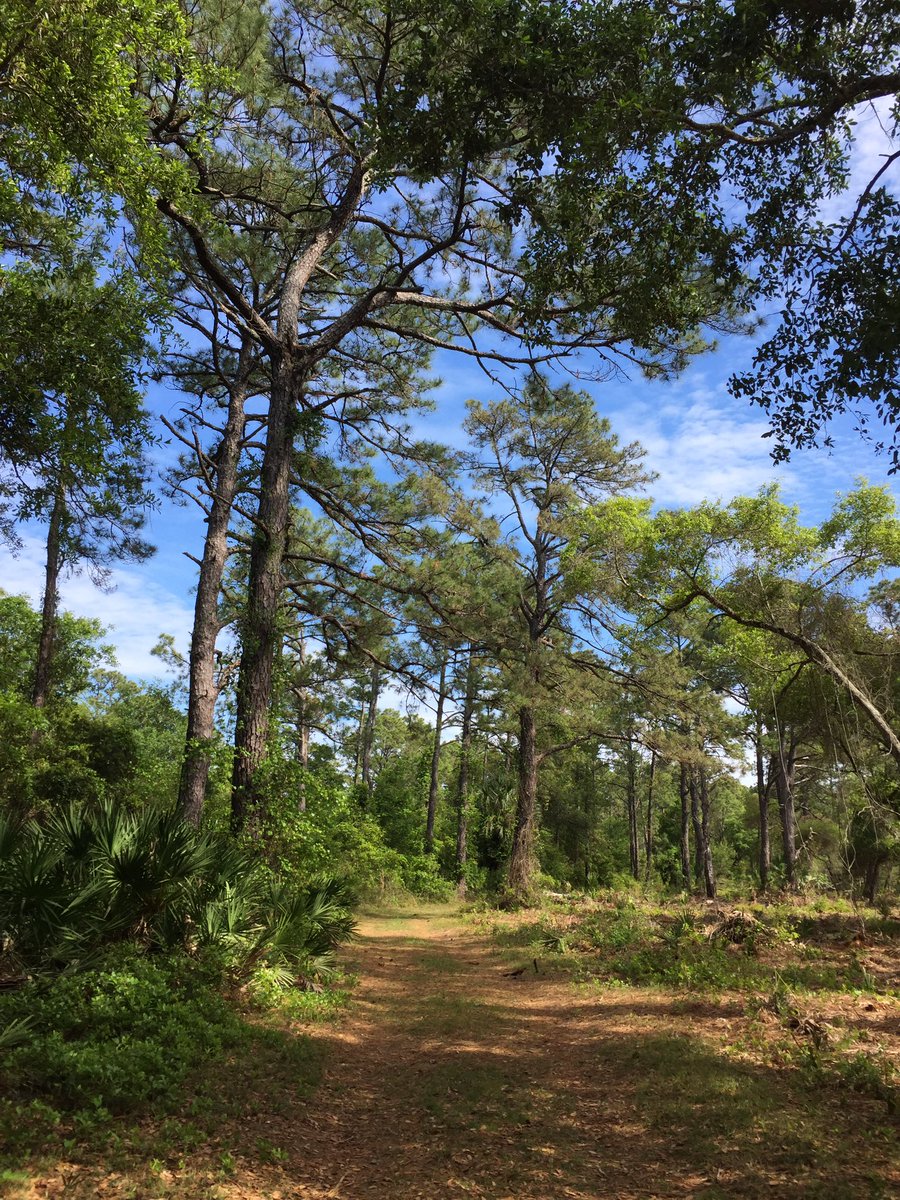 FriendsFLtrail's tweet photo. No people, No problem #stayingactive #friendsofthefloridatrail #hikingtrailsforamerica https://t.co/VGUeBkMbAD
