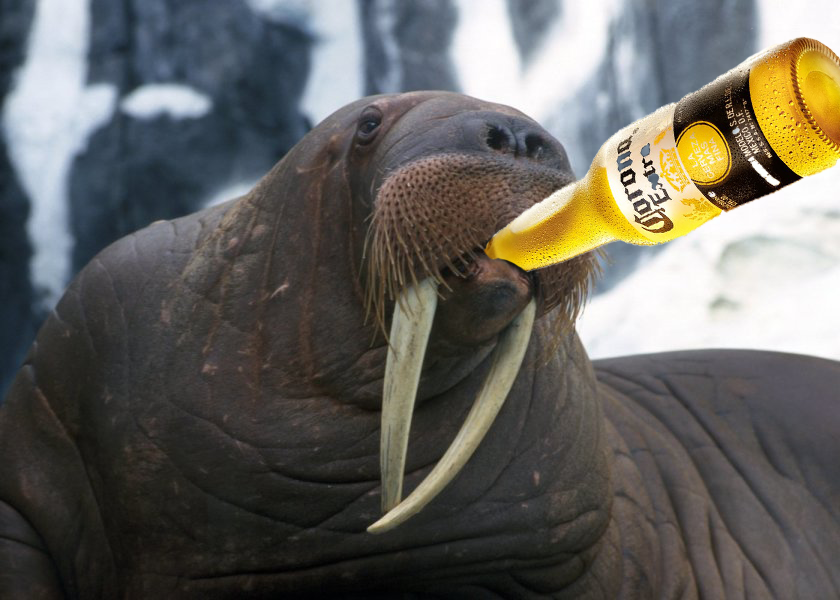 SoltColt's tweet image. The Corona Walrus will protect us from becoming sick. Be safe, protect each other. Be smart, wash your filthy hands.