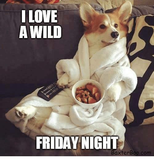 PremierPetUK's tweet photo. #currentmood #FridayMotivation https://t.co/sdcUV5XNPj