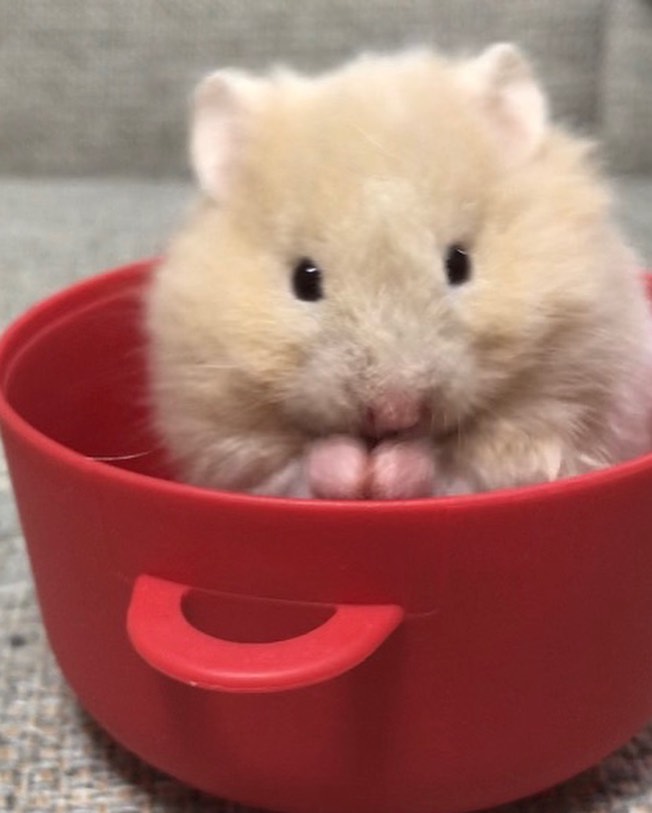 hamstersmp4's tweet photo. https://t.co/BnXhw1bjvF