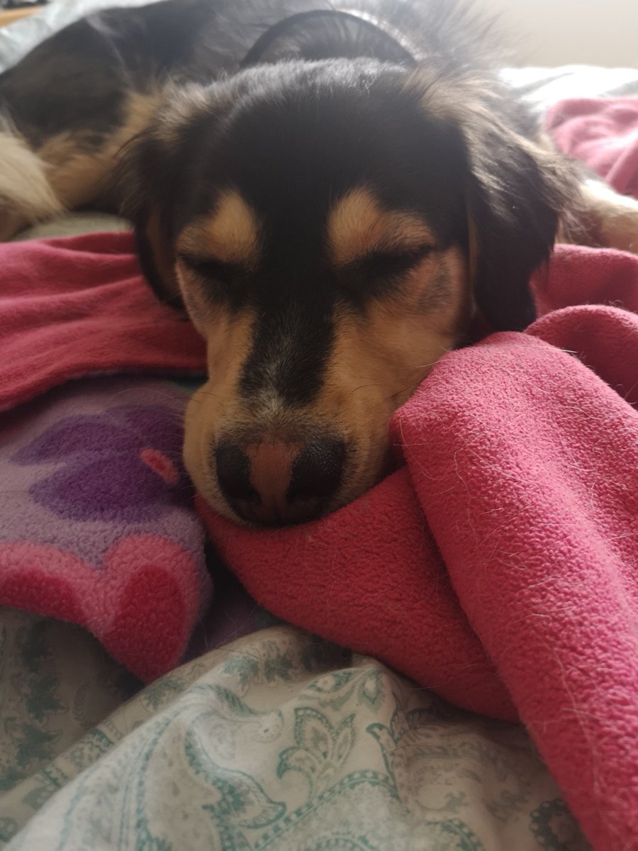 MissPoole_'s tweet photo. @kristiannedrake This is Albus, he says hello Eric! He  is doc, therapist, general snack stealer and doer of all. 💛 https://t.co/zZOvuSrXGo
