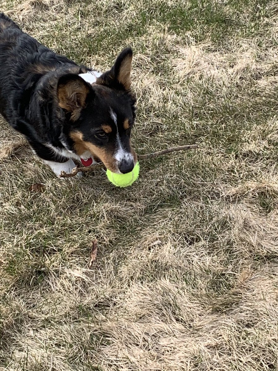 @OhMyCorgi I’m Ready!