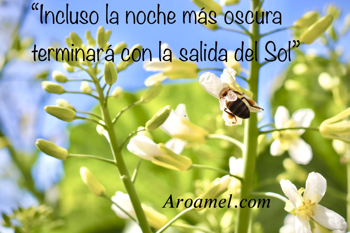 aroamel's tweet image. Hoy queremos terminar la semana con esta bonita frase. ☺️

Recuerda:
👉 ¡ya queda 1 día menos!

#quedateencasa #apicultura🐝 #juntossomosmasfuertes