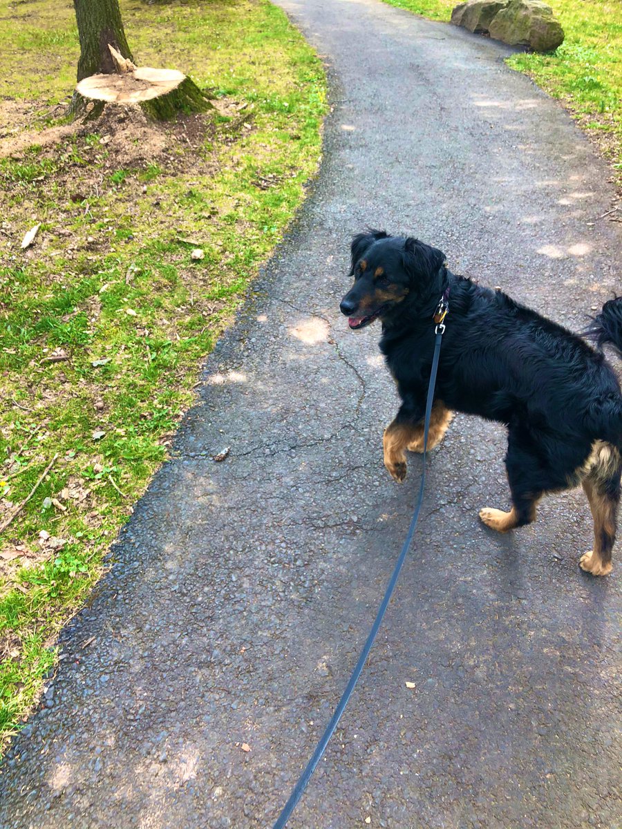 Marissa850's tweet photo. My #sruwell  is walking my dog in between class work! https://t.co/lATEiMiXyA
