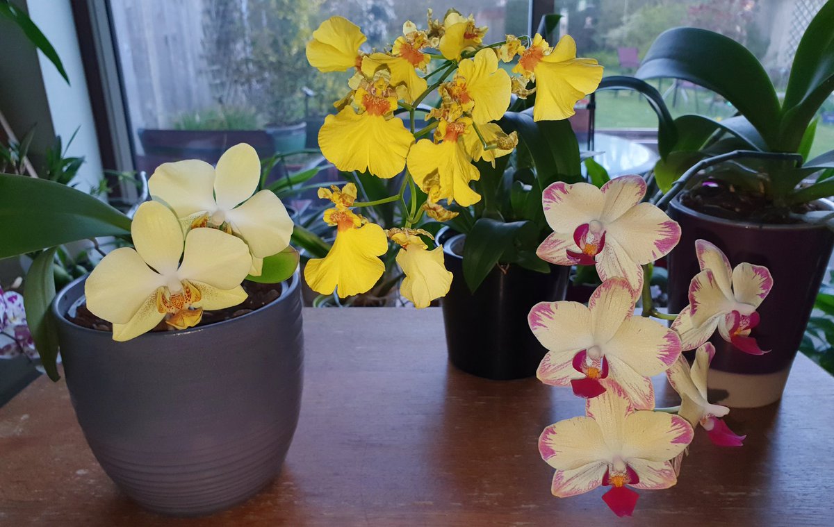 Jon_Earley's tweet photo. I seem to have a bit of a yellow theme going on! #orchids #phalaenopsis #oncidium https://t.co/xCWhrwNIz3