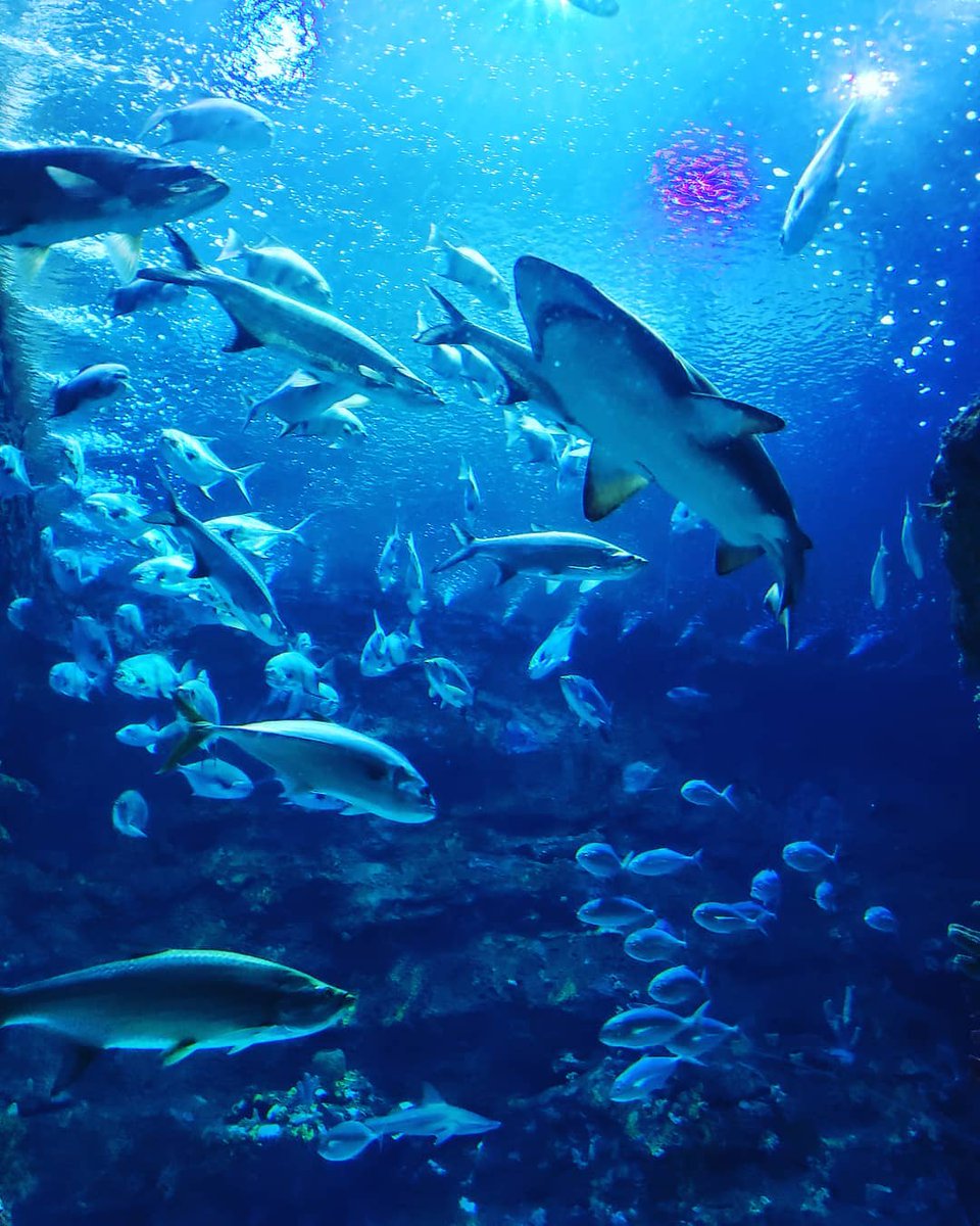 KureBeachNC's tweet photo. Tune in to virtual story time at the @ncaquariumff Monday through Friday at 3 p.m. Explore the depths of the sea with @ncaquariumatff educator Casey, as she reads the Aquariums’ book about Tiger Sharks!

https://t.co/YpAvUzd8hK 

📷: @pjhyatt13 https://t.co/YDDwiaF2LF