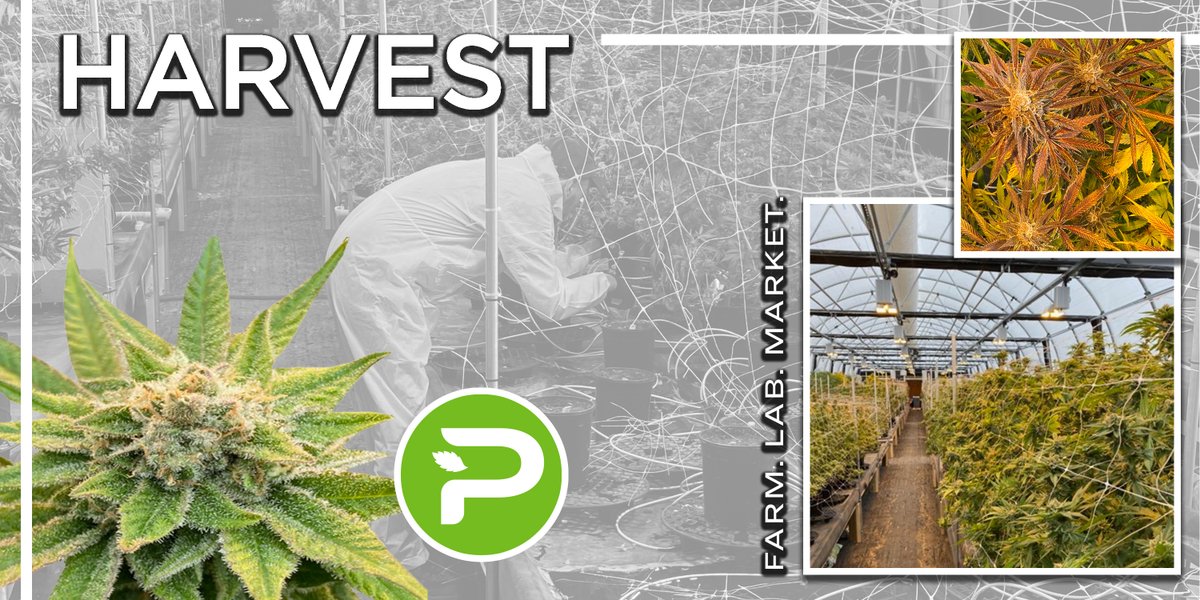 Pincanna1's tweet photo. It's harvest time. ππ€€βοΈπ
#Pincanna #FarmLabMarket #HealNaturally #CannabisHeals #CannabisCommunity #Cannabis #CannabisCulture #MichiganMarijuana #Marijuana #MichiganCannabis #AwardWinningCannabis #CBD #THC #GrowBig #GreenHouse https://t.co/PMYRfPxxvI