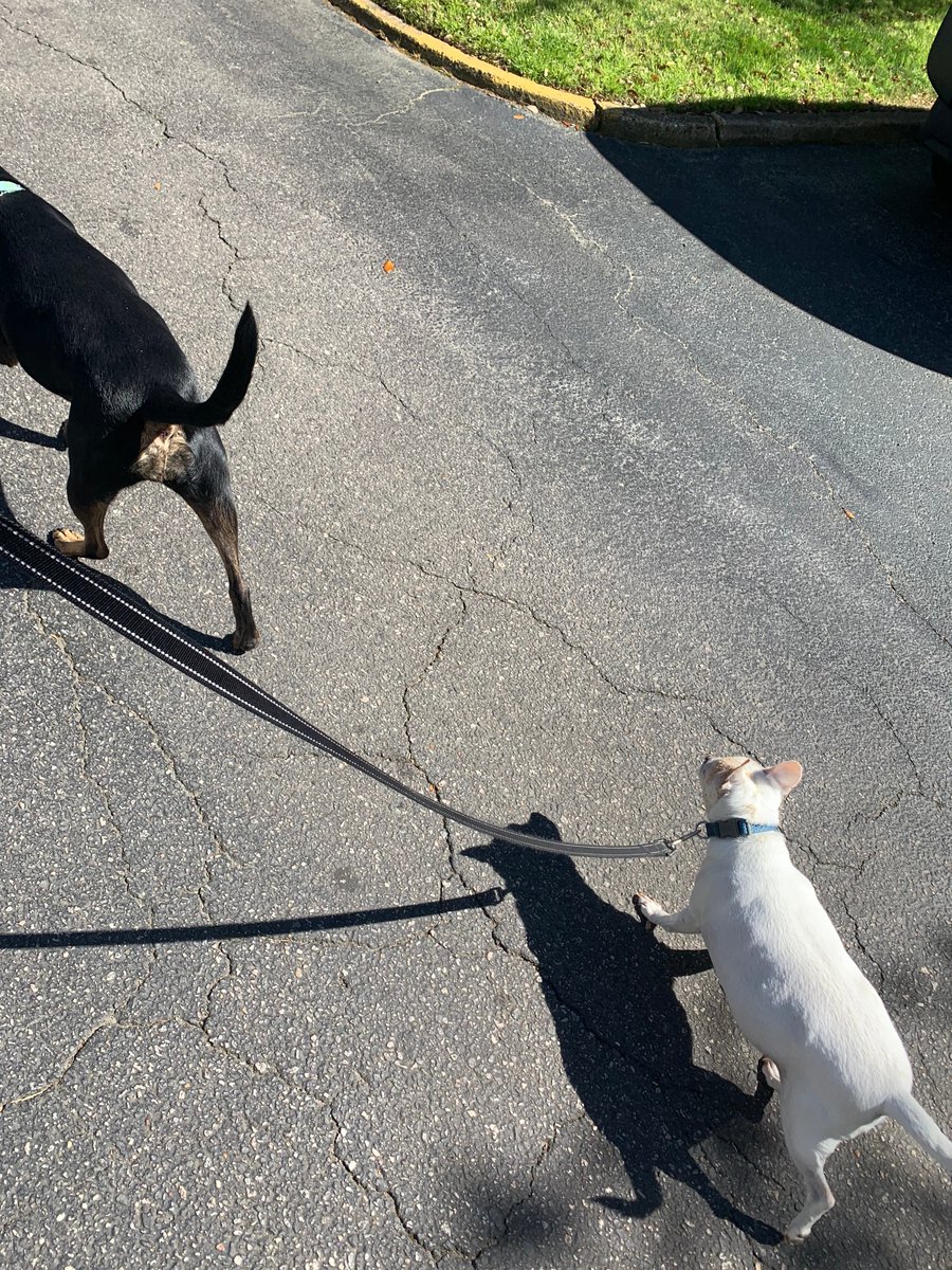 CoreyBacsVB's tweet image. Double whammy! Two mile dog walk &amp;amp; an eight mile bike ride. Beautiful day to GET OUTSIDE☀️ Keep it moving, Lions! #LionsAmazing #VBFITT #VBAlwaysLearning @TallwoodLions @TwoodHPEteach