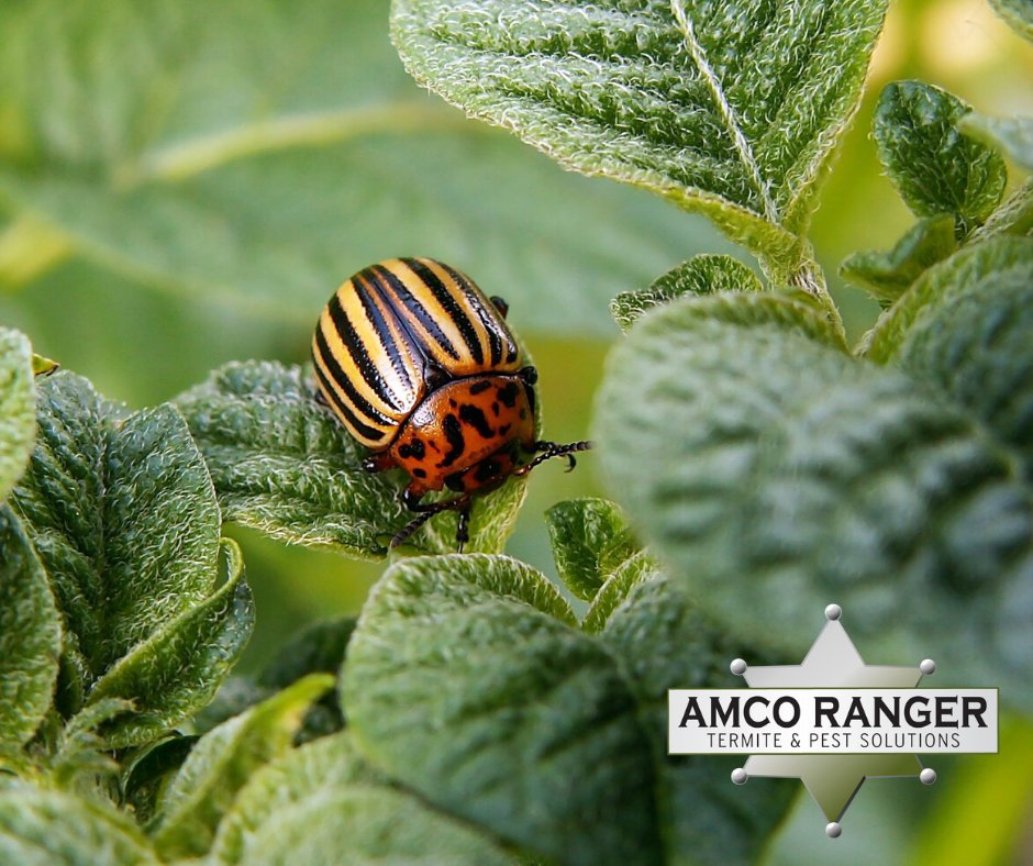 Pests might not understand what social distancing means, but our Amco Rangers do. When we come out to your home for a scheduled visit we typically don’t need to come in contact with the homeowner, just the pests.