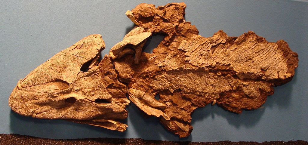 Anzalone4Ed's tweet photo. Absolutely incredible learning experience this morning, sitting in Ms. Cotter’s Bio class. The kids engaged with Neil Shubin, who discovered the Tiktaalik, a cross between a fish &amp; a crocodile. The high level questions from students were more than impressive.  @SuptJaraCCSD https://t.co/nq9gCFulj3
