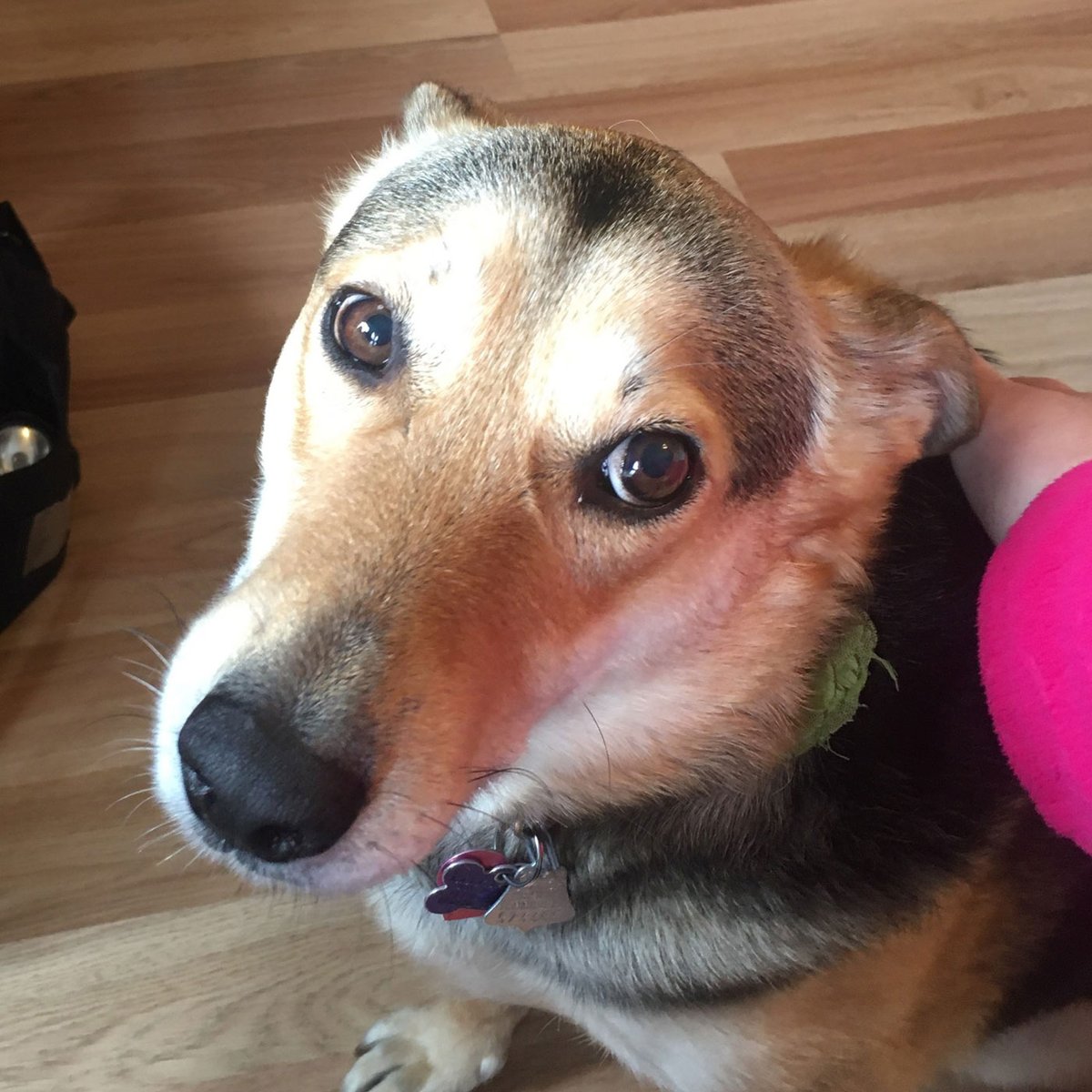 MarsPetcareUS's tweet photo. "Seriously, Mom. It's Friday. Enough of the #wfh." Say hello to Molly Jean, using those sweet puppy dog eyes to ask our Associate Victoria for a play break. 🐶❤ #petsworkathome https://t.co/X0t4Rvlpl6