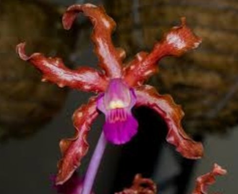 Schomburgkia lueddemannii is weird looking as hell (photo of bloom not mine), which is the type of orchid I prefer. This one arrived slightly thirsty, which lets me know its habits.