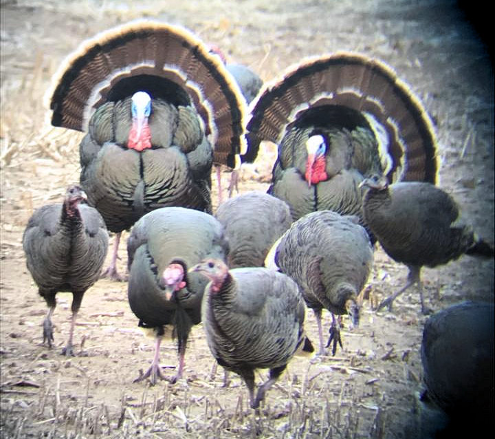 CPW_SE's tweet photo. Besides surveying leks for Greater Prairie Chicken, @COParksWildlife officer Ben Meier has been surveying wild turkey on the #SouthRepublicanStateWildlifeArea near Burlington. Check out the view recently through his spotting scope. https://t.co/lvDugVWm95