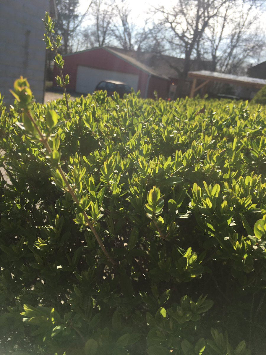 benhvidston's tweet photo. Spring has came way faster than last year https://t.co/biAUCW2YHl
