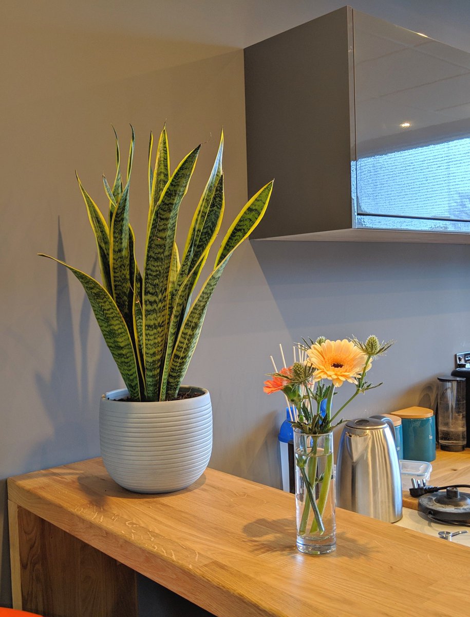 MBaileyFlorist's tweet photo. Remembering all of the lovely offices I delivered flowers to.
Itching to get back to it! https://t.co/p5REJAMs71