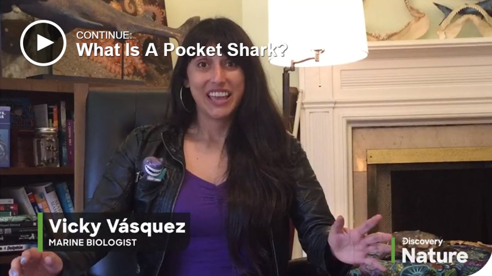 VickySharky's tweet photo. Your consolation prize is this @Discovery video on the American Pocket Shark! Click the link (instead of image). My #PocketShark video is embedded into the article.
#SharkEducation #SharkNews #SharkWeek #Sharks #KidFriendlyVideos #WomenInSTEM #SharkScience https://t.co/oyt86tyNz6 https://t.co/WCQ1EwPWwA