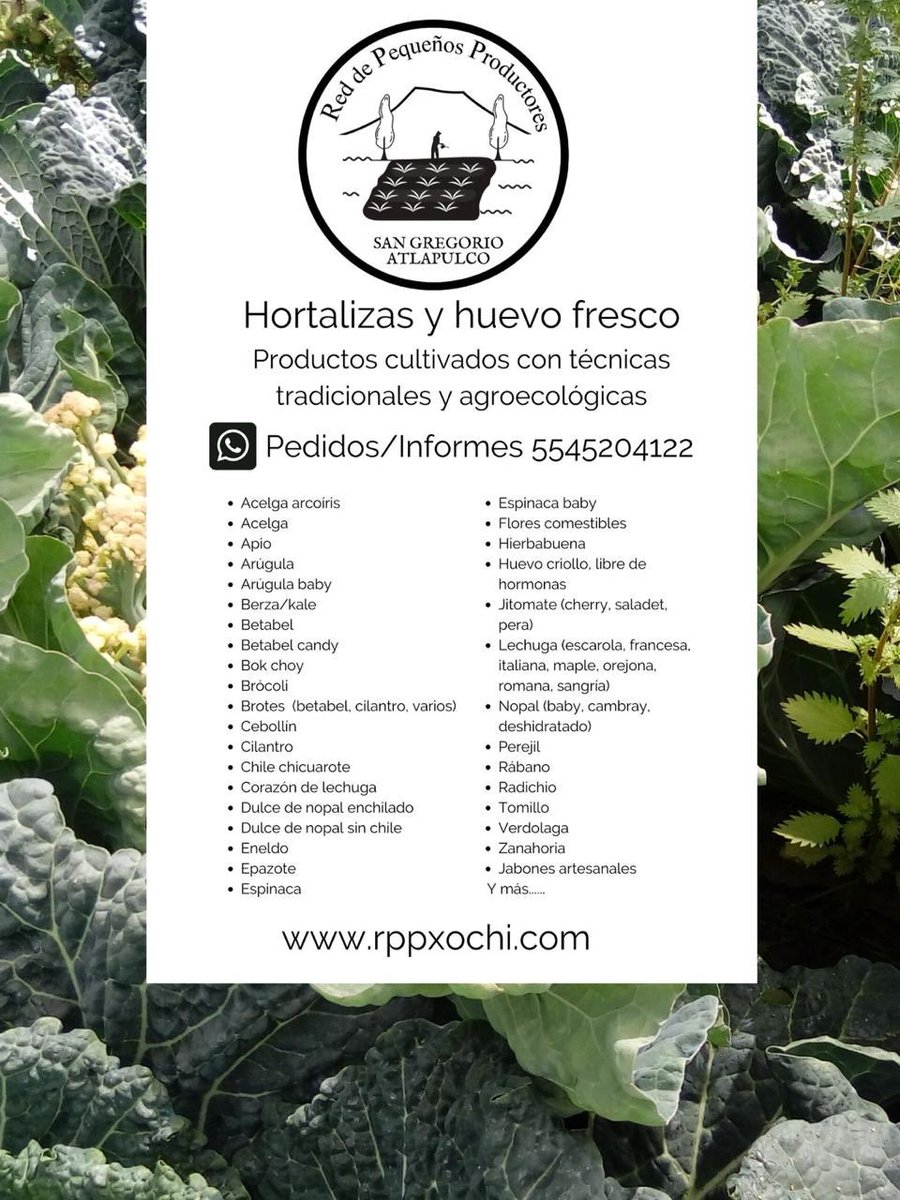 Redes A.C. tweet media