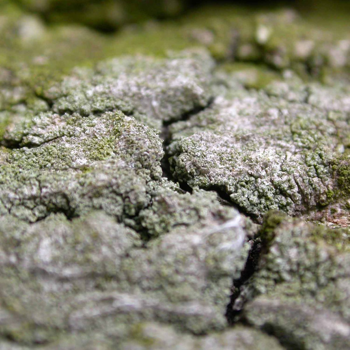 Not much to go on. Dull and minutely gnarled granular. The black apothecia in the last image belong to Lecidella elaeochroma. I collected a few bits for closer examination.