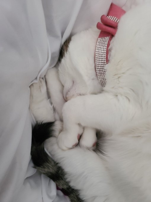 I've been staring at my cat for like 12 minutes https://t.co/NMQxxbgJ27<a href="/tag/clips4sale"class="tags"><span>#clips4sale</span></a><a href="/tag/femaletraining"class="tags"><span>#femaletraining</span></a>