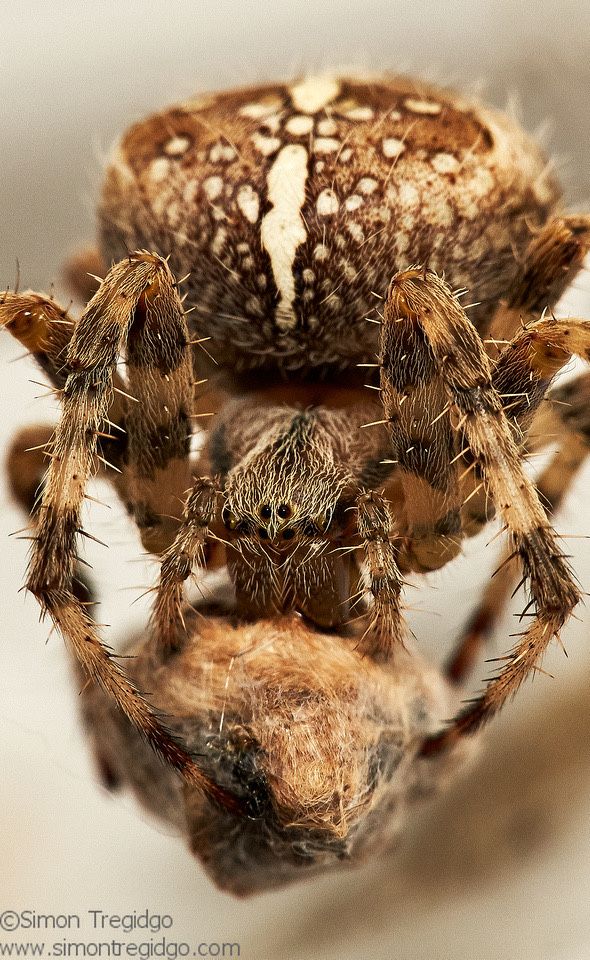 TogTregidgo's tweet photo. 5/9 in the #FridayPhoto #macrophotography series and there's nothing to guess in this one, just a photo beside my front door of a spider enjoying dinner. This guy was less than a centimetre long but looks quite intimidating here. I hope I didn't make you jump as you scrolled https://t.co/7Ugr990hNw