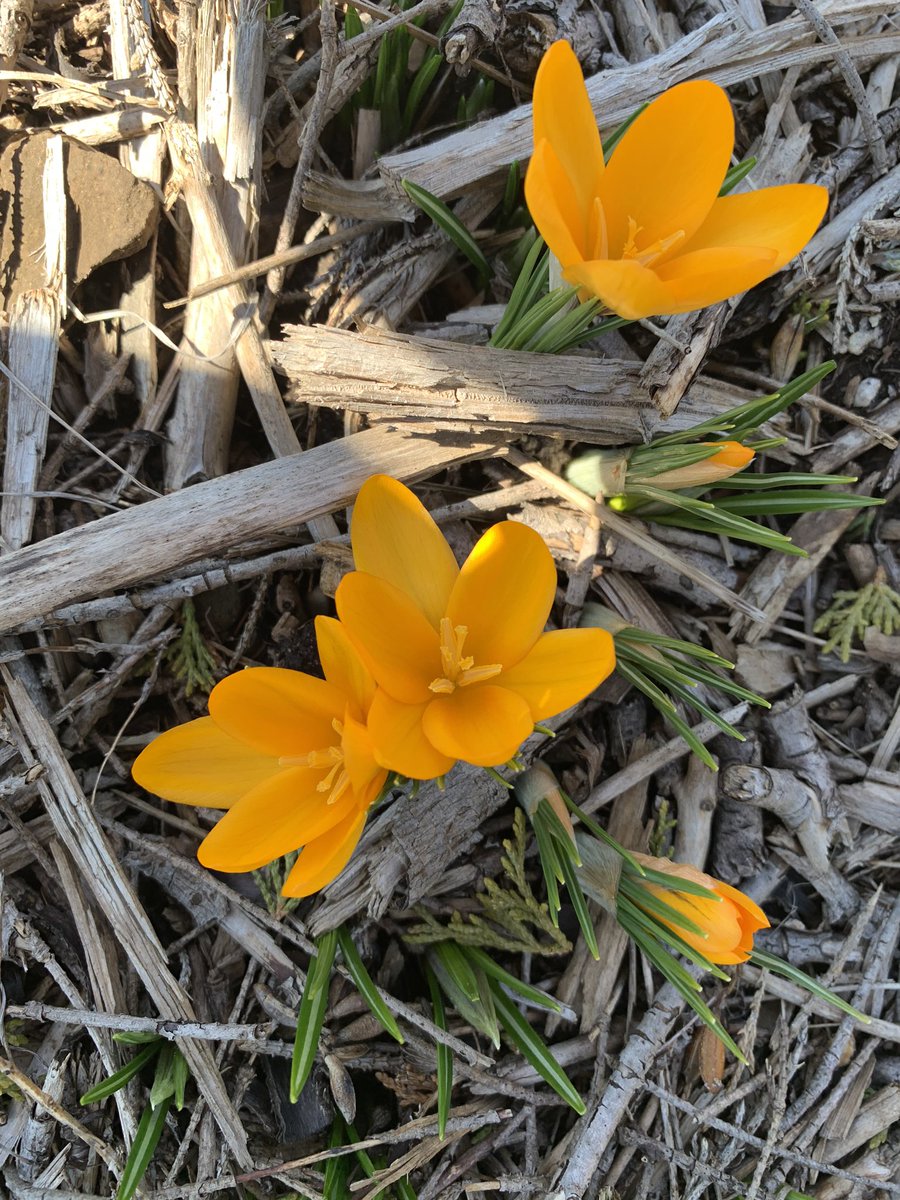 pattililly1's tweet photo. @KingswoodKinder @KingswoodDrive @PeelSchools @DebbieDonsky Spring has arrived😁 https://t.co/WmAd04PiPU