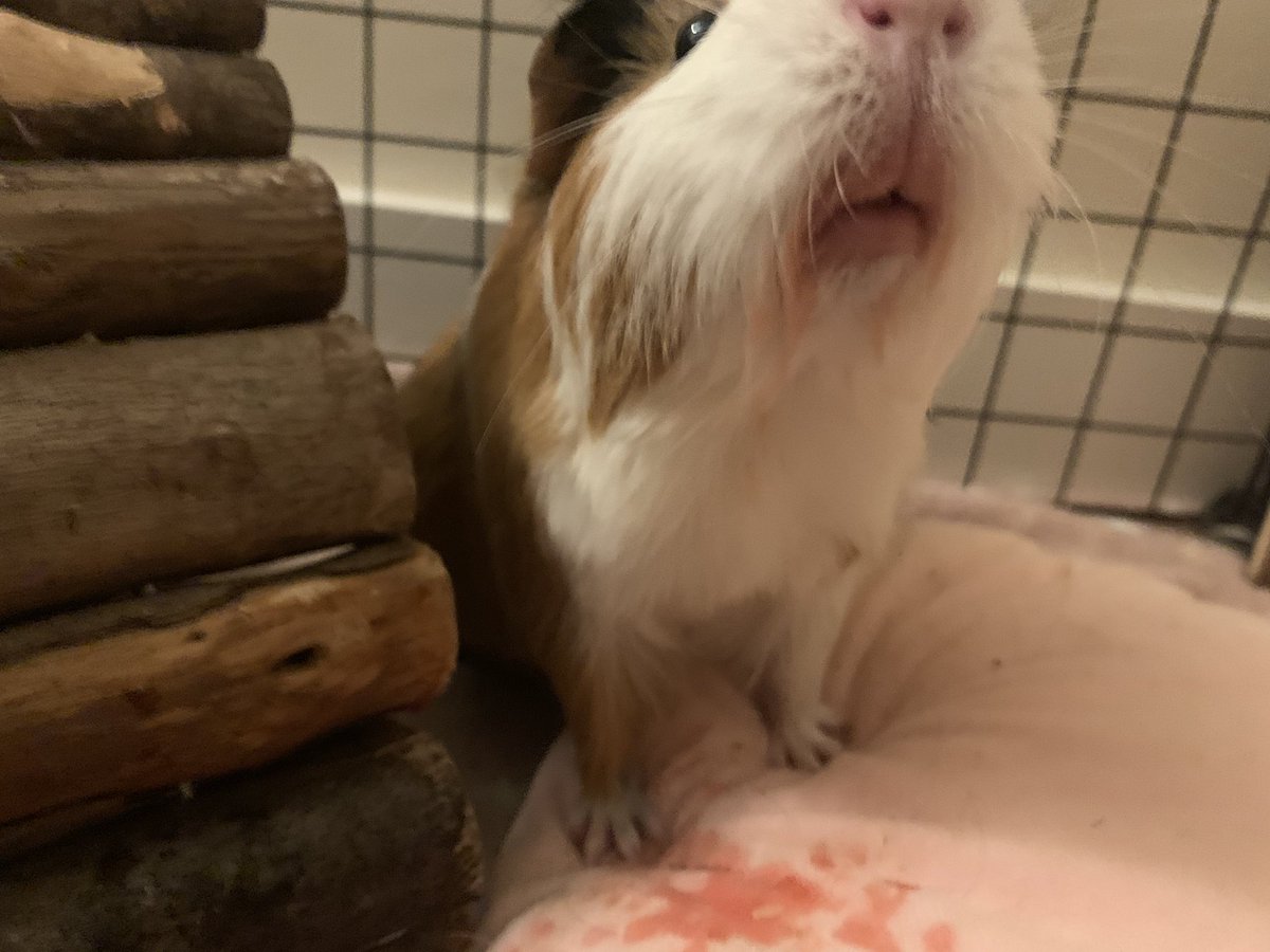 Lil_Piglets's tweet photo. I think someone liked the watermelon we gave her 🐾🐽💕 #GuineaPigs #Cavy #FridayFeeling https://t.co/WMLYjhqmYR